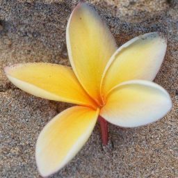 Voetreflexologie — Alohavoetreflex